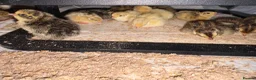 Quail poultry for sale: Coturnix Quail / English whits  - Advert 2