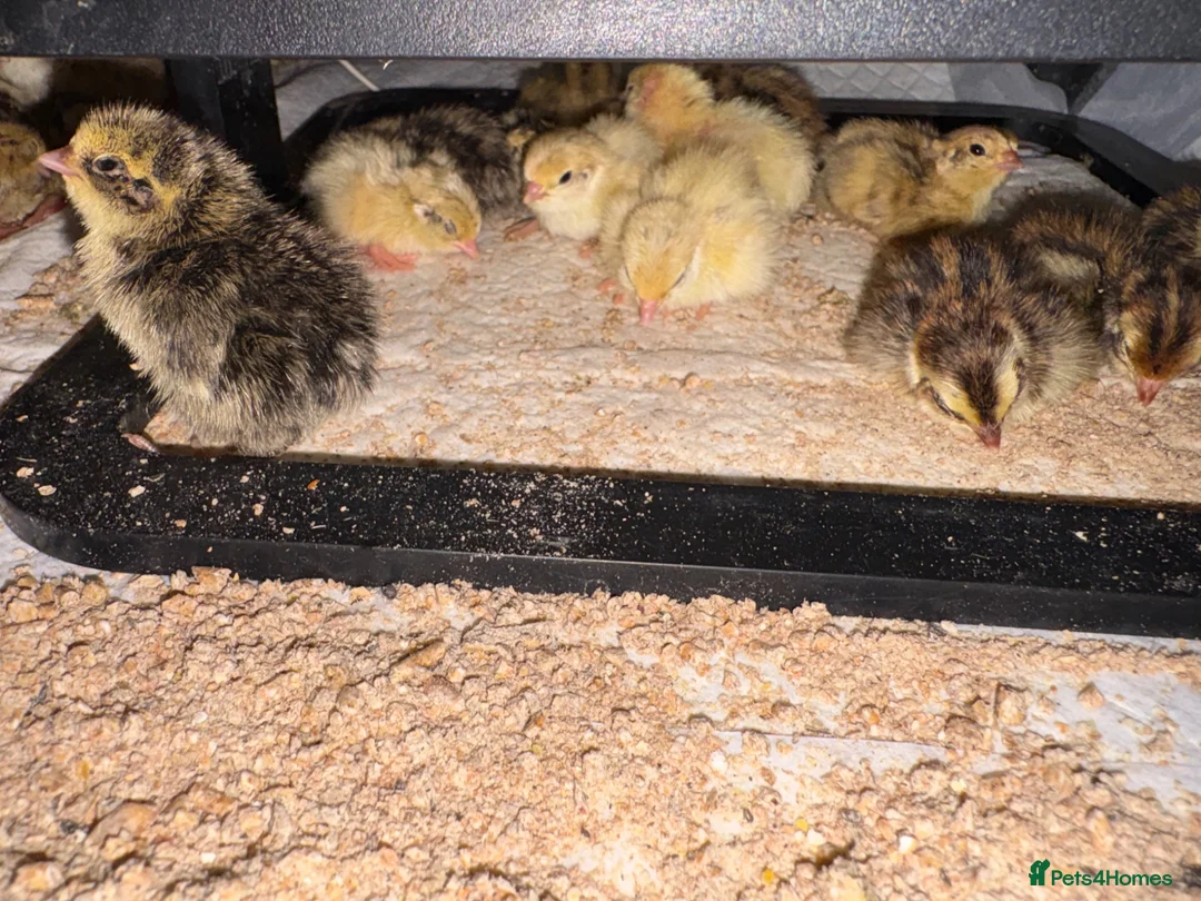 Quail poultry for sale: Coturnix Quail / English whits  - Advert 2