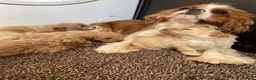 Cavapoo dogs for sale: F1 Cavapoo HEALTH TESTED  - Advert 6