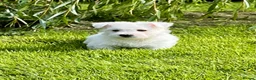 West Highland Terrier dogs for sale: Adorable west highland terrier puppies  - Advert 9
