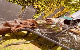 Cocker Spaniel dogs for sale: 1female 1male 7 month old puppies - Image 5