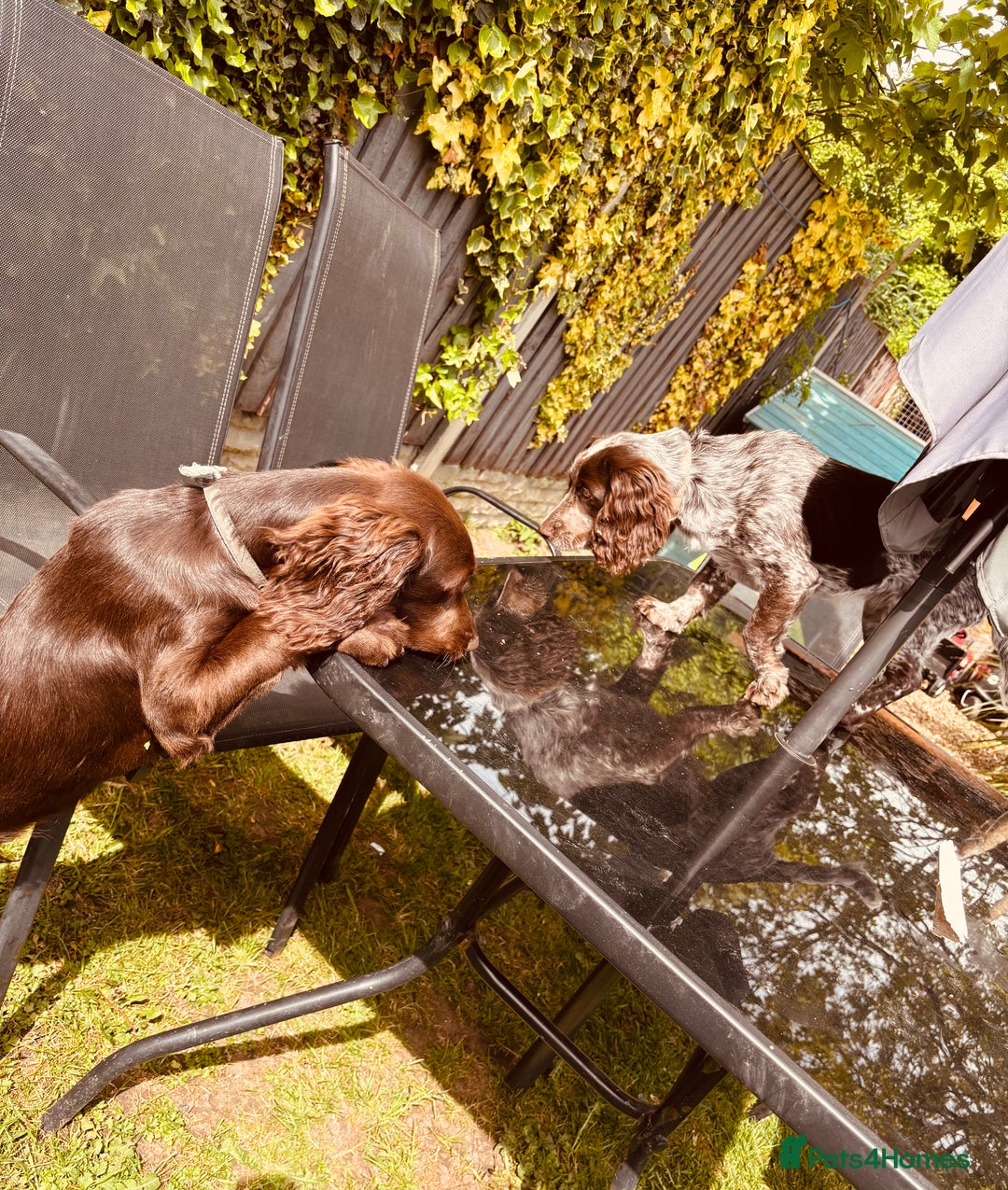 Cocker Spaniel dogs for sale: 1female 1male 7 month old puppies - Image 5
