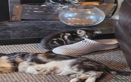 Mixed Breed cats for sale: Friendly Kittens. - Image 22