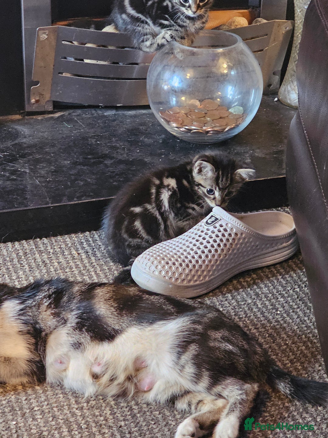Mixed Breed cats for sale: Friendly Kittens. - Image 22