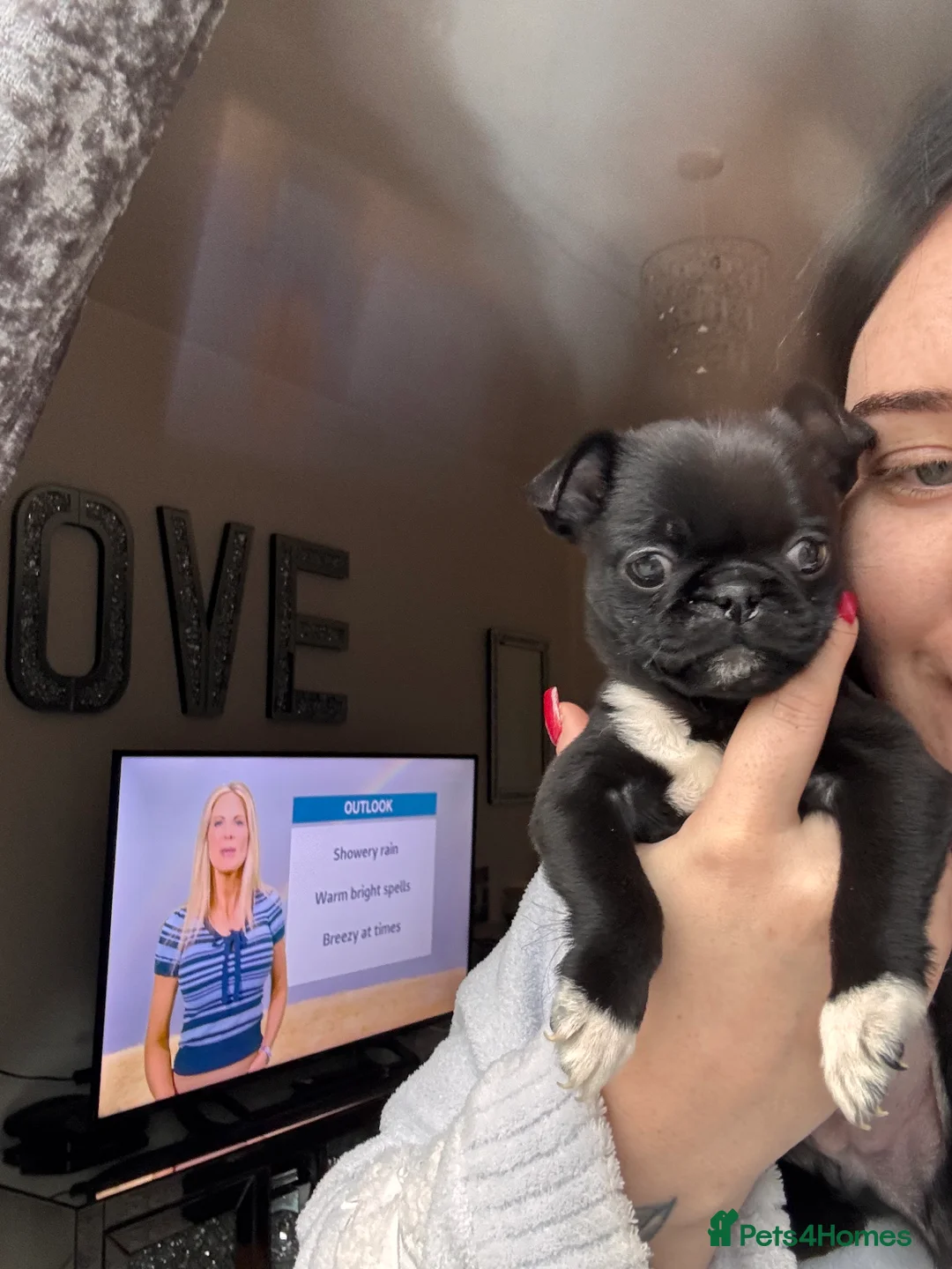 Mixed Breed dogs for sale: 1 boy left  in Dagenham - Advert 2