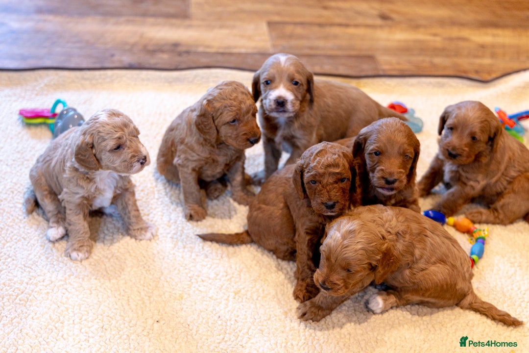 Mixed Breed dogs for sale: Beautiful litter of Australian labradoodles  - Advert 18