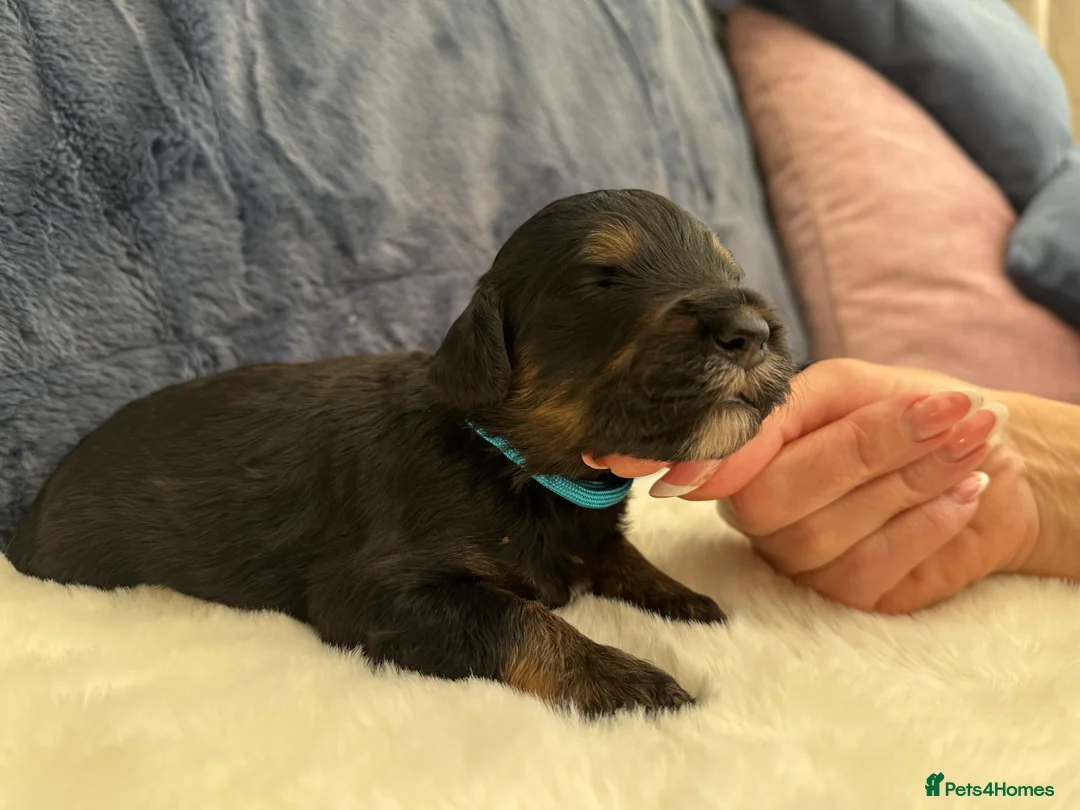 Bernedoodle dogs for sale: Gorgeous Bernedoodle puppies 🖤 - Advert 19