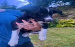 Border Collie dogs for sale: Gorgeous Farm bred sheepdog puppies - Image 5