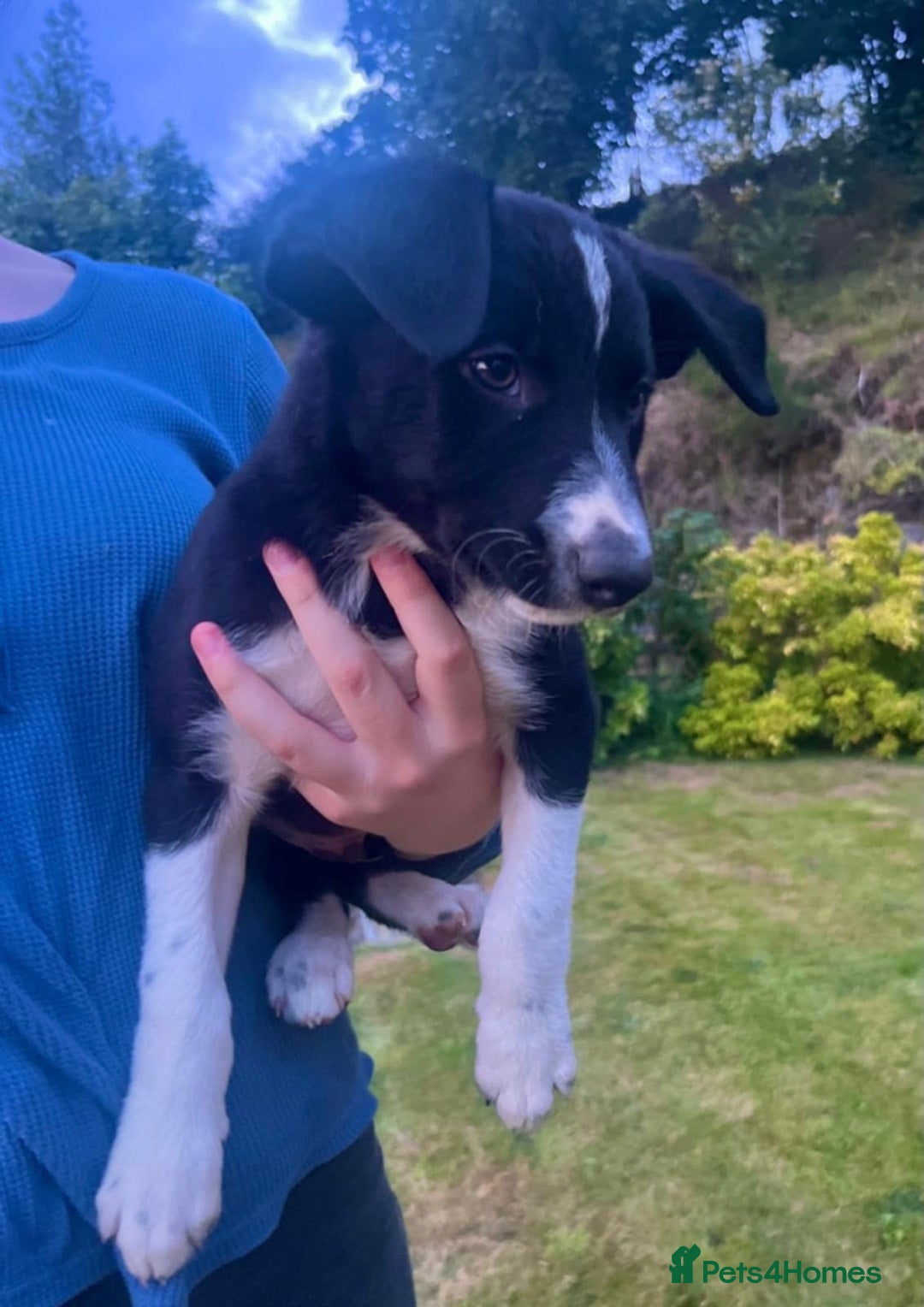 Border Collie dogs for sale: Gorgeous Farm bred sheepdog puppies - Image 5