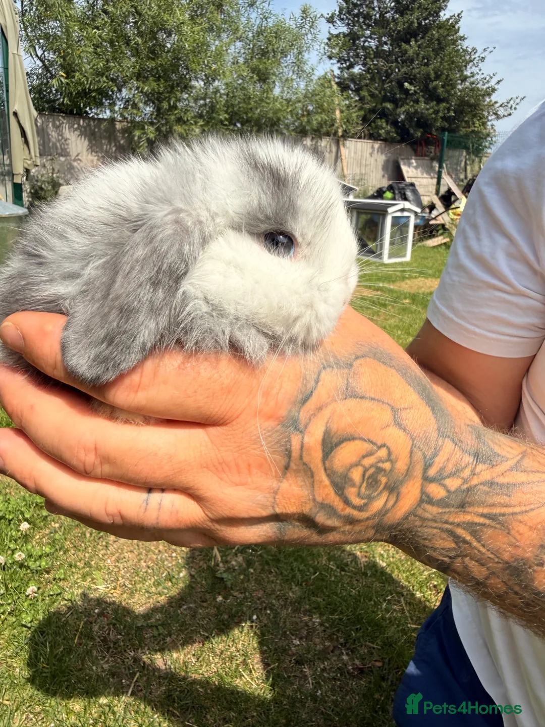 Mini Lop rabbits for sale: Baby mini lops for sale  in Louth - Advert 2