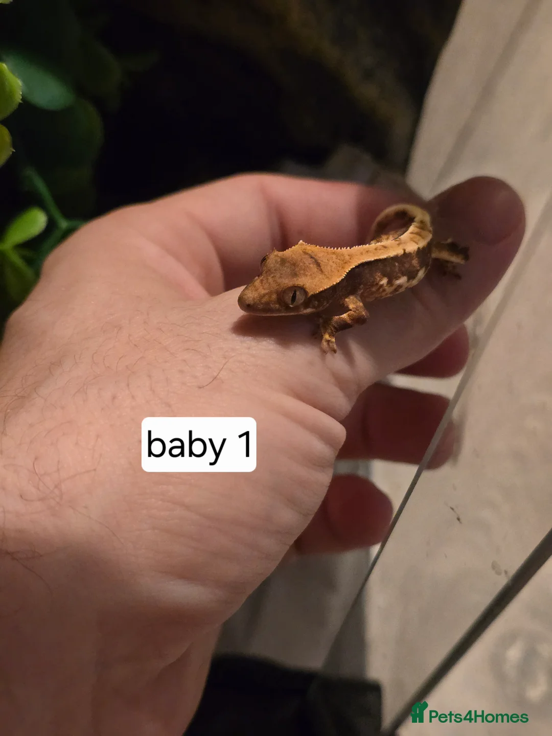 Gecko reptiles for sale: Baby crested geckos  - Advert 8