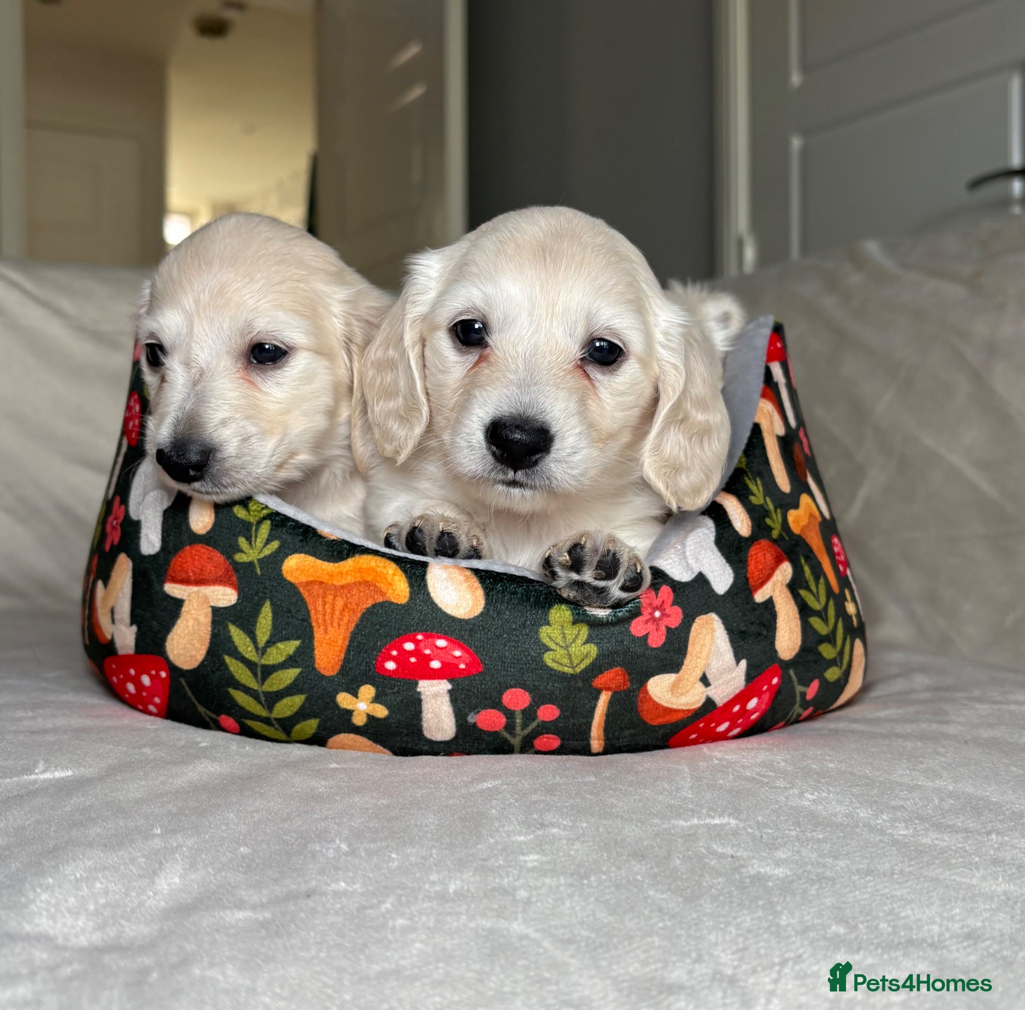 Miniature Dachshund dogs Longhair Cream Mini Dachshund Puppies  - Advert 17