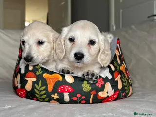 Miniature Dachshund dogs Longhair Cream Mini Dachshund Puppies - Advert 17