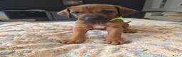 Rhodesian Ridgeback dogs for sale: KC Registered Rhodisian Ridgebacks  - Advert 20