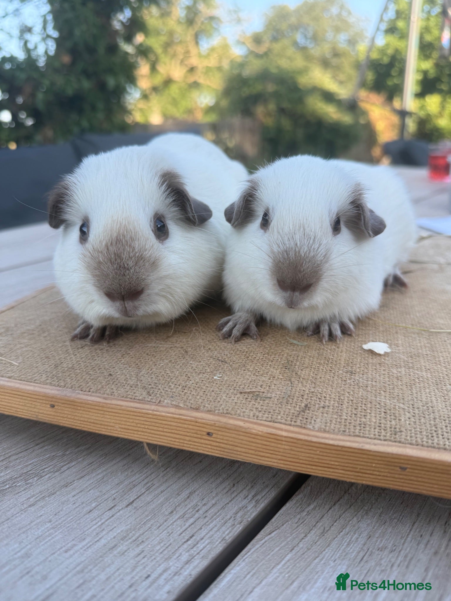 Guinea Pig rodents Pure bred Californian & self black baby boars  - Advert 10