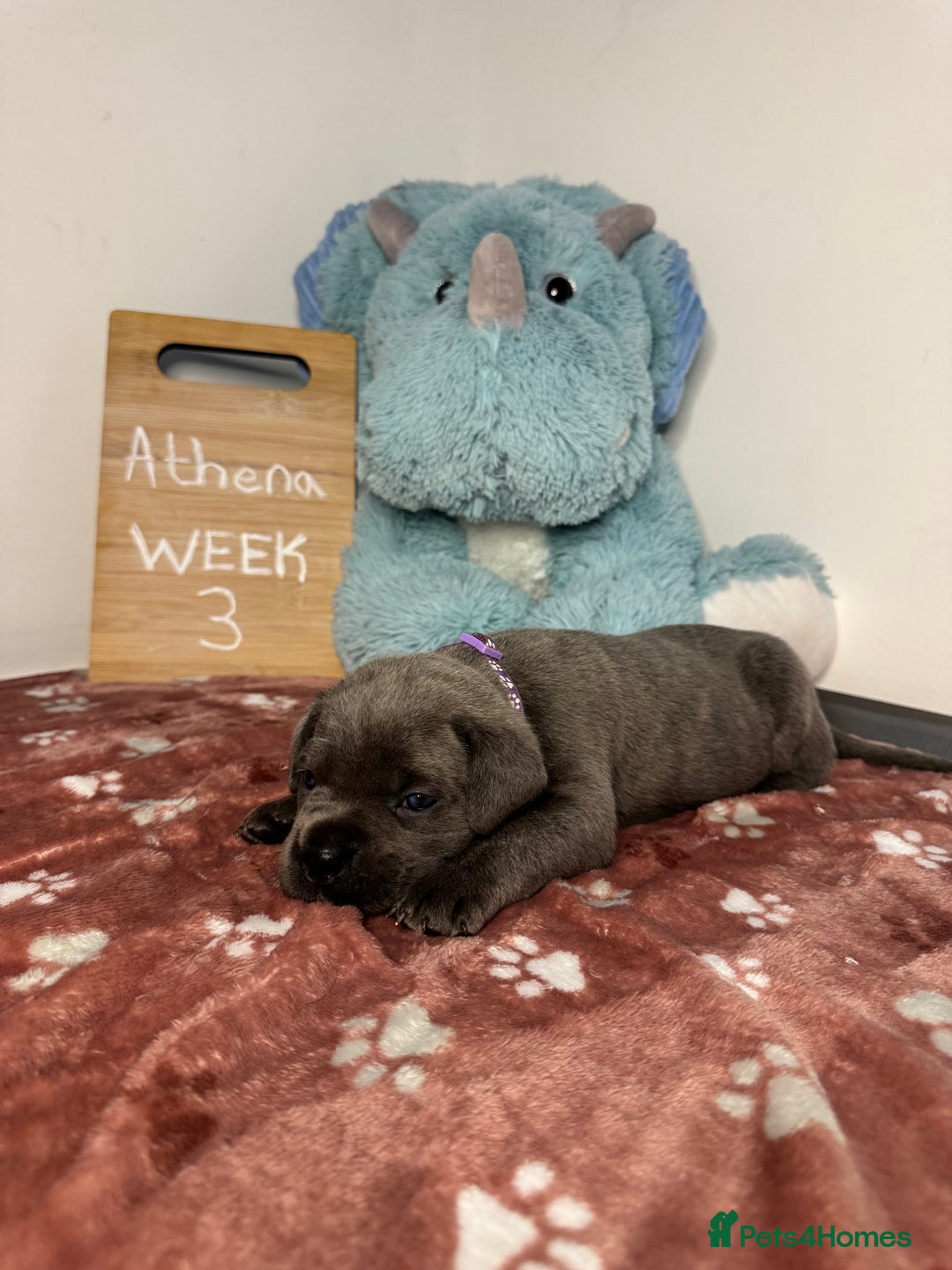 Cane Corso dogs for sale: Cane corso puppies for sale  - Image 28