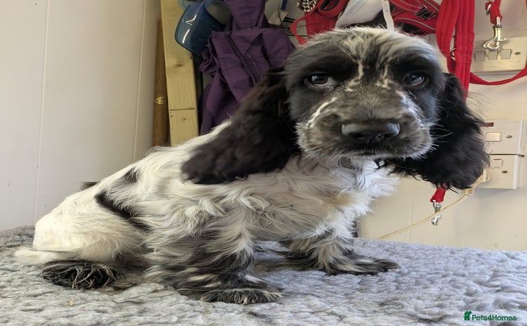 Cocker Spaniel dogs - Advert 3