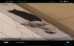 Maine Coon cats for sale: Maincoon mix female kitten - Image 6