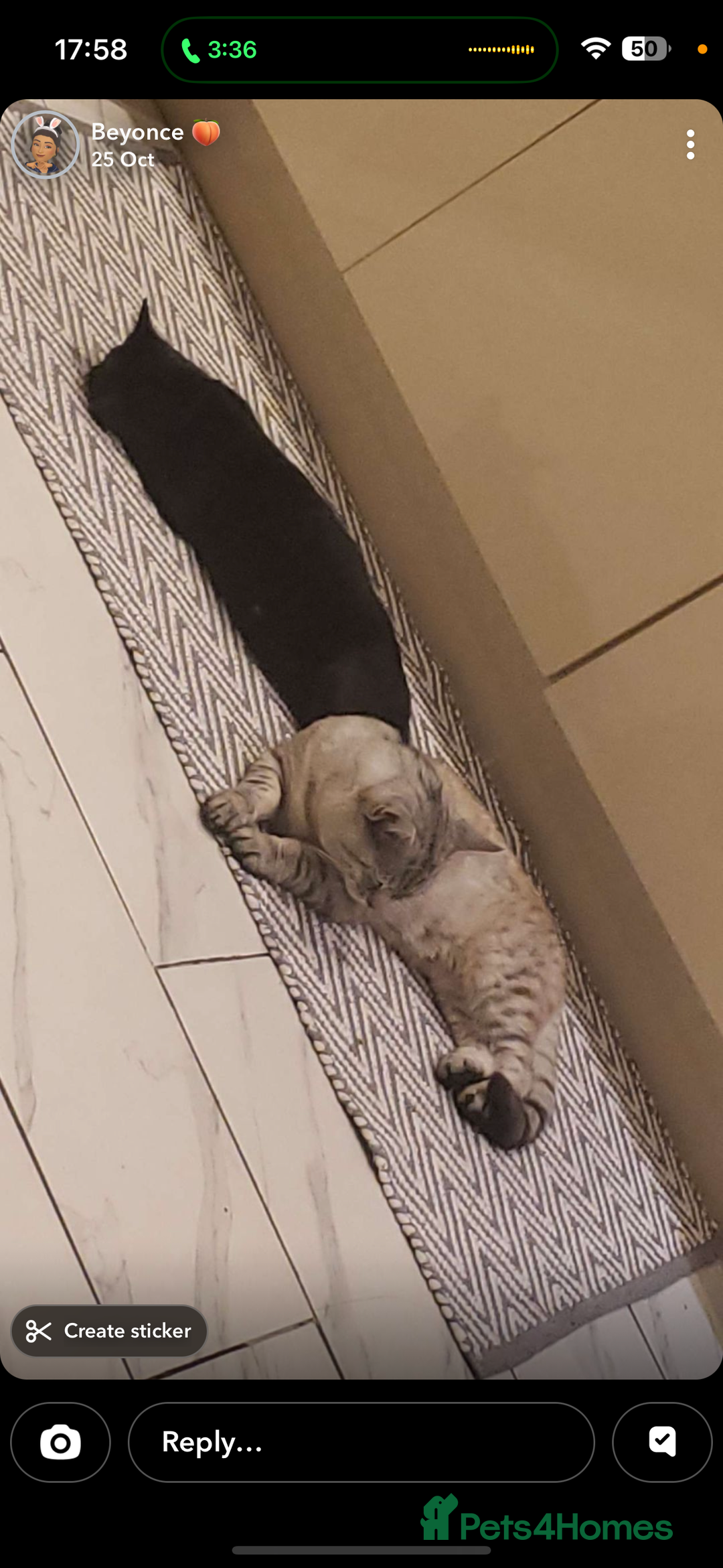 Maine Coon cats for sale: Maincoon mix female kitten - Image 6