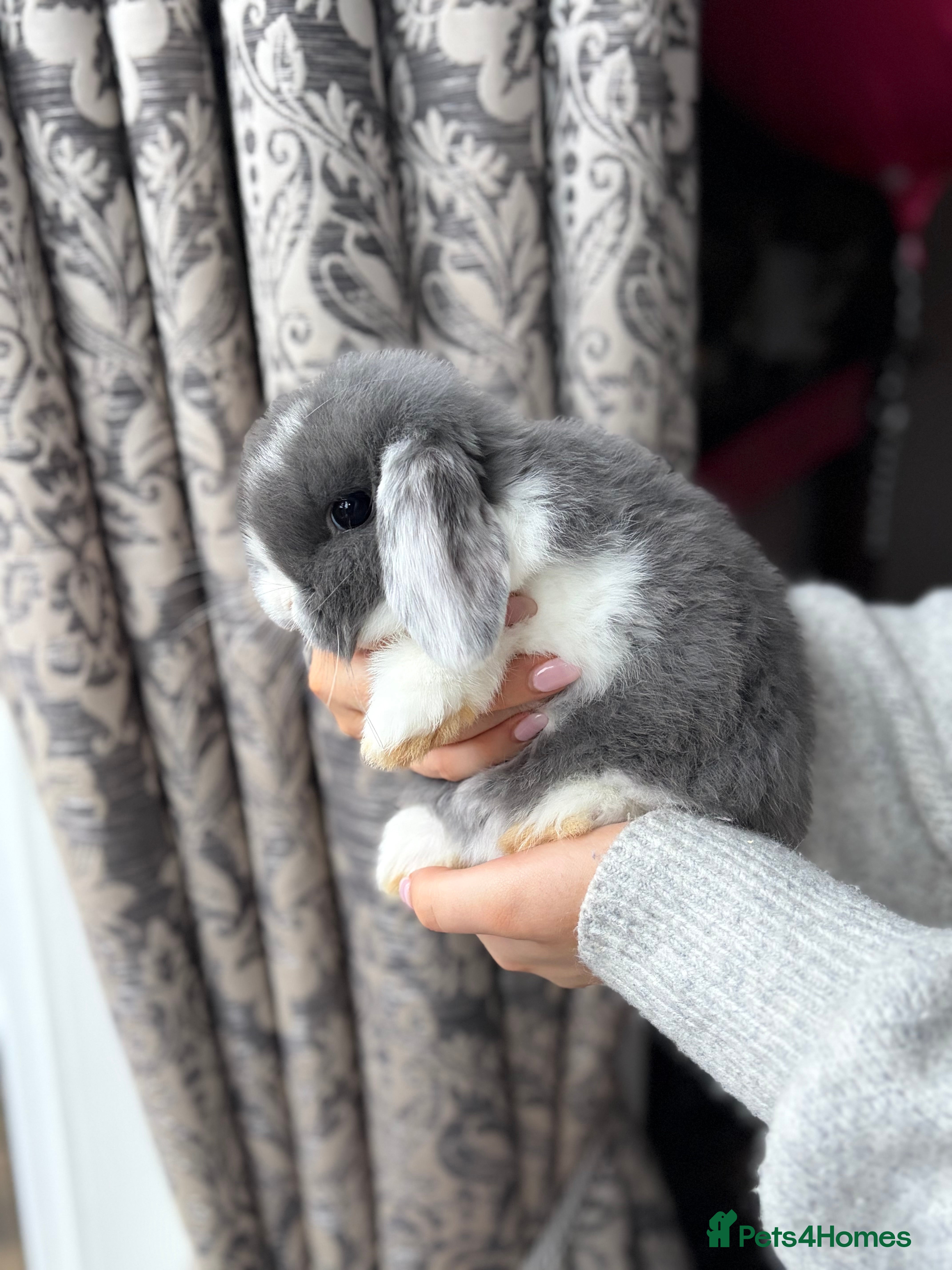Mini Lop rabbits Baby Mini Lops 8 weeks old - Advert 16