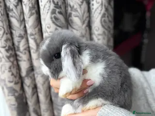 Mini Lop rabbits Baby Mini Lops 8 weeks old - Advert 16