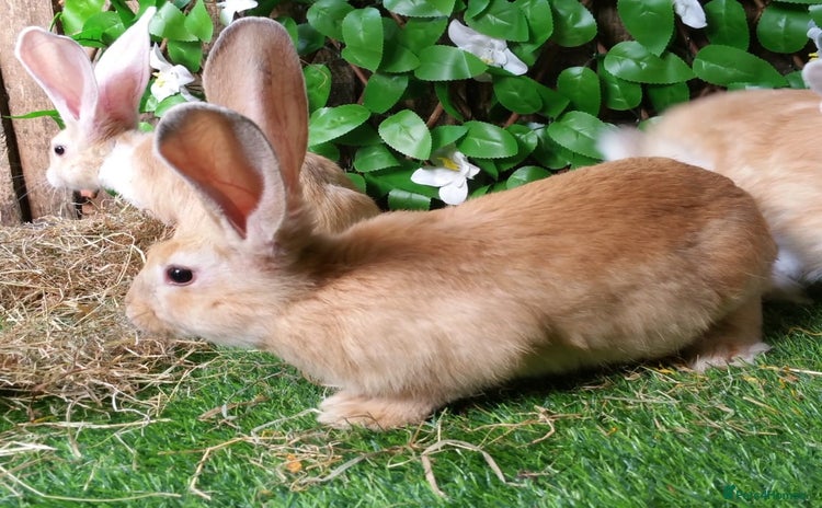 Continental Giant rabbits - Advert 4