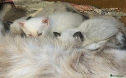 Mixed Breed cats for sale: Stunning part ragdoll kittens  - Image 7