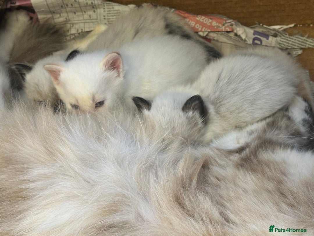 Mixed Breed cats for sale: Stunning part ragdoll kittens  - Image 7
