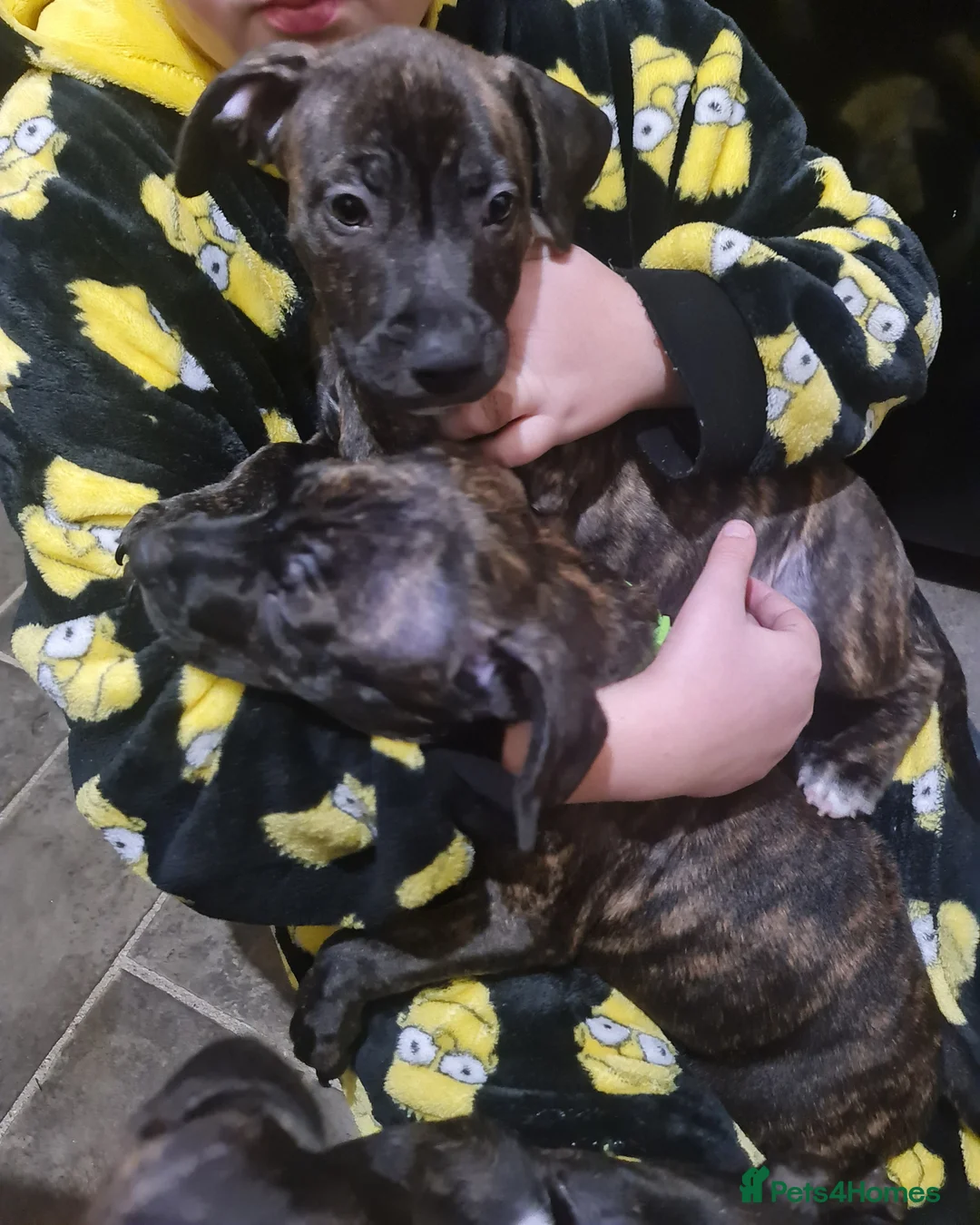 Staffordshire Bull Terrier dogs for sale: Classical staffy male pups - Advert 10
