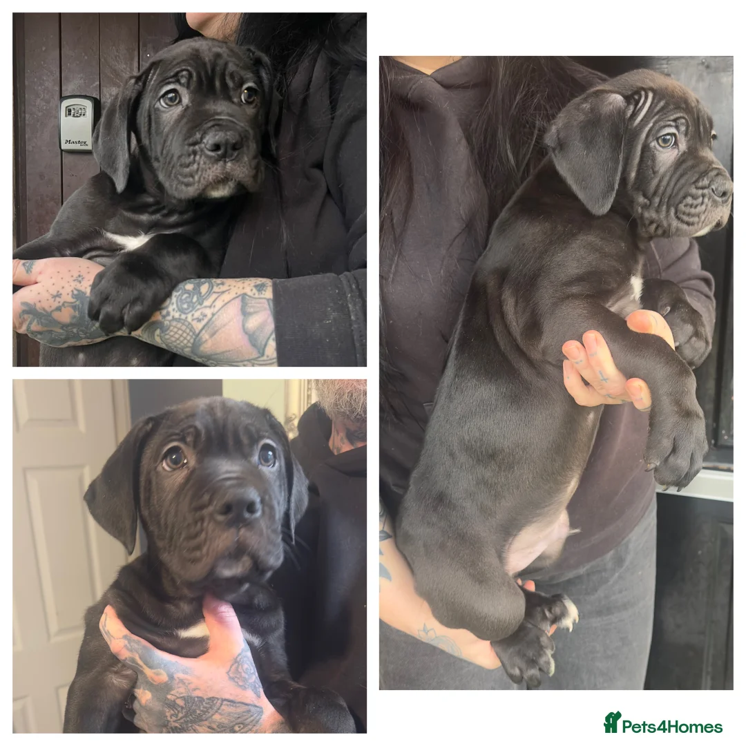 Mixed Breed dogs for sale: Presa X Neo puppies R2G! last available female  - Advert 29