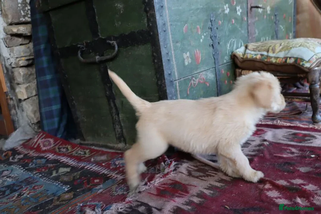 Labradoodle dogs for sale: F3 Labradoodle Puppies Licenced Breeder - Image 28