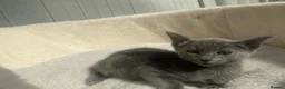 Siamese cats for sale: X5 female siamese/oriental kittens Ready to leave. - Advert 15