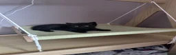 Mixed Breed cats for sale: Twin females - Advert 20