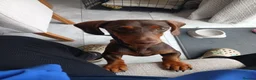 Miniature Dachshund dogs for sale: Beautiful Miniature Dachshund Girl in Cottingham - Advert 2