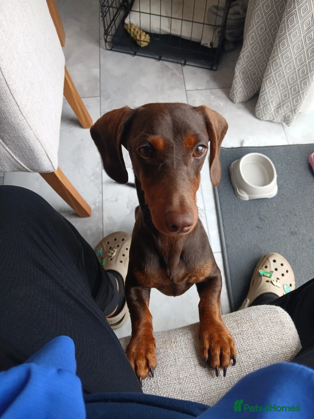 Miniature Dachshund dogs for sale: Beautiful Miniature Dachshund Girl in Cottingham - Advert 2