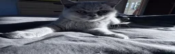 British Shorthair cats for sale: British short hair girls! - Advert 7