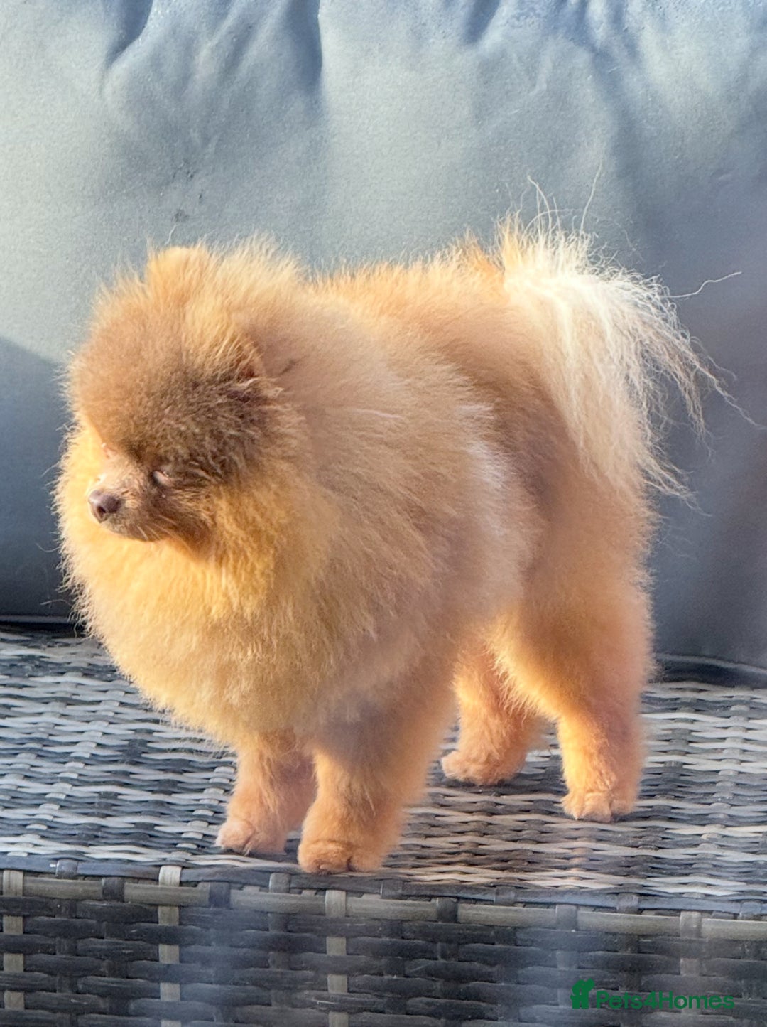 Pomeranian dogs for stud: Outstanding Tiny kc registered Lilac Tan stud  in Pontefract - Advert 8