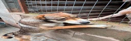 Mixed Breed dogs for adoption: Eira is looking for a home with another dog in Brighton - Advert 4
