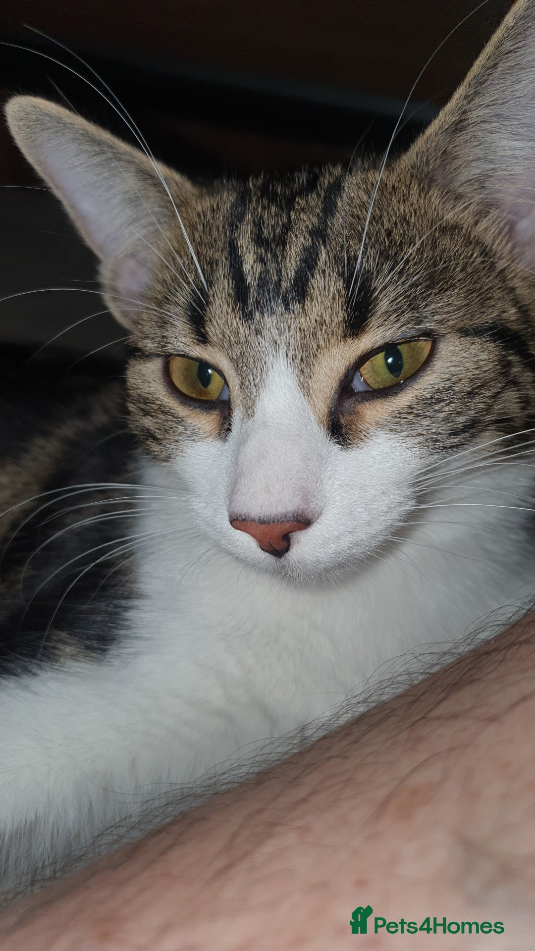 Mixed Breed cats for sale: Kittens for free - Image 4