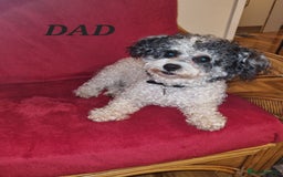 Bichon Frise dogs for sale: 2 Bichon puppies for sale  - Image 21