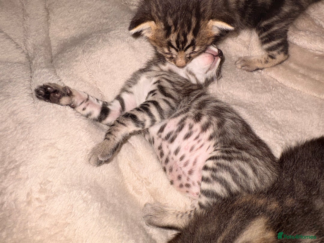 Bengal cats for sale: bengal kittens  - Advert 4