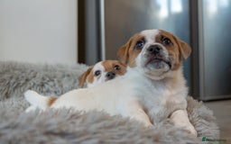 Jack Russell dogs for sale: Jack Russell puppies - Image 11