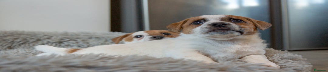 Jack Russell Puppy 5