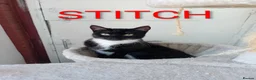 Mixed Breed cats for sale: 2 female cats in Winsford - Advert 2