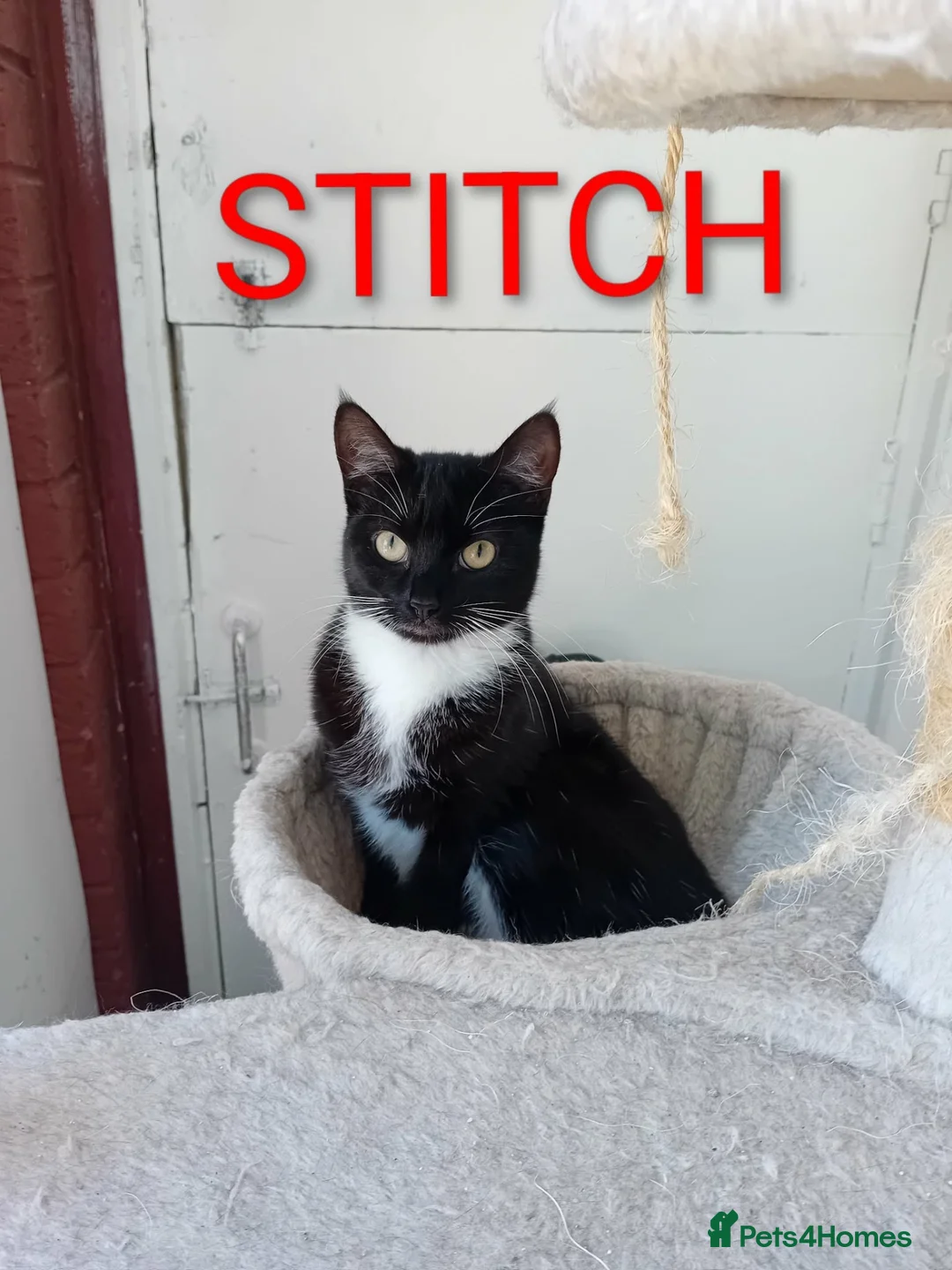 Mixed Breed cats for sale: 2 female cats in Winsford - Advert 2