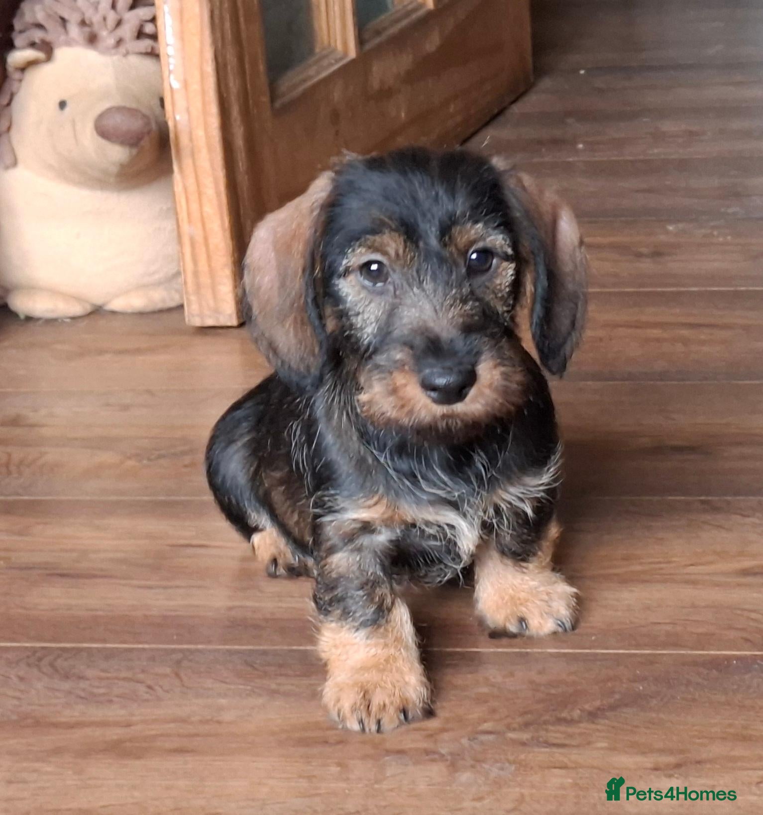 Miniature Dachshund dogs for sale: Handsome Pedigree Mini-Wire Dachshund Pup!  - Advert 23