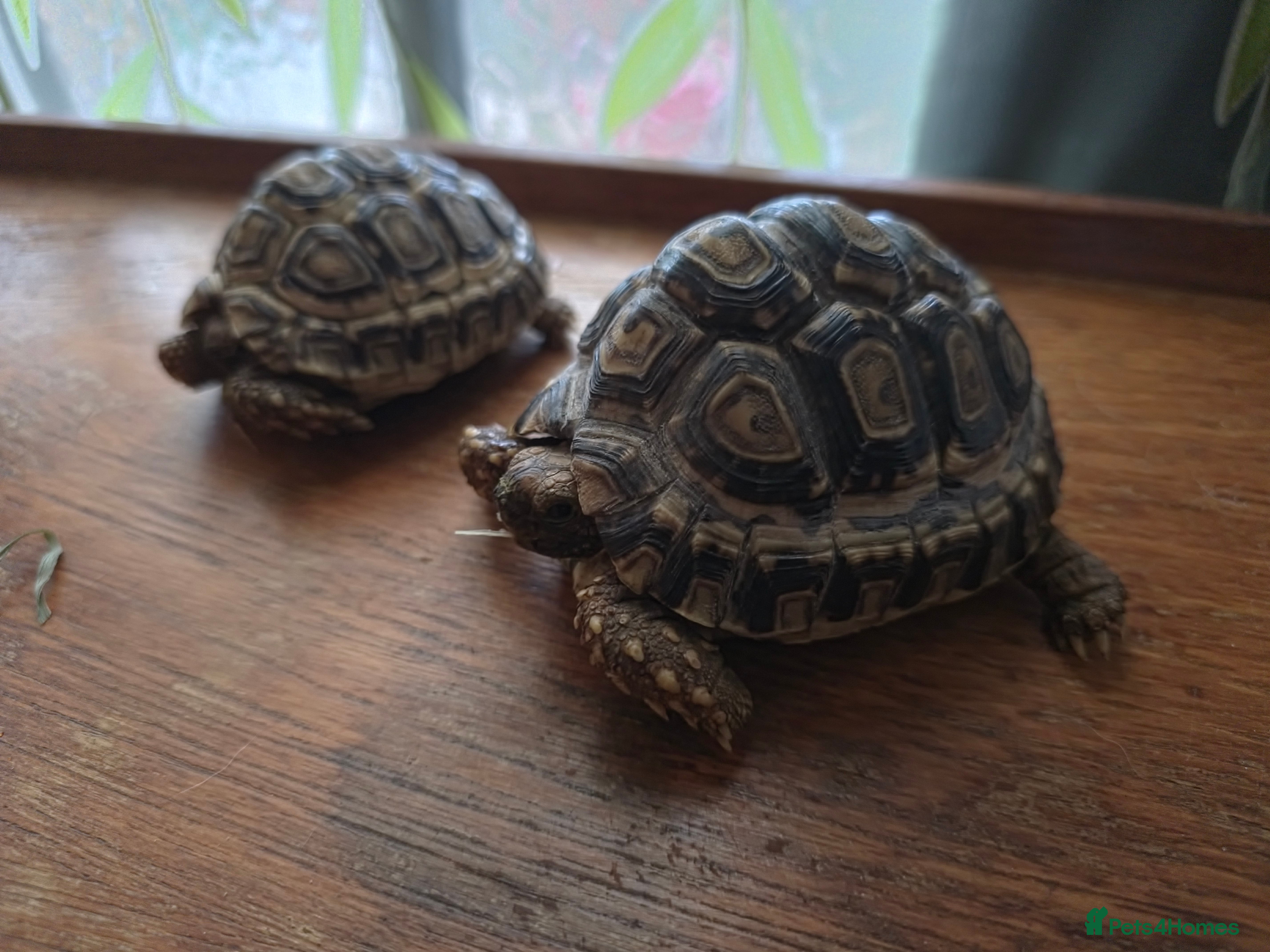 Tortoise reptiles Baby Leopard Tortoises - Advert 1