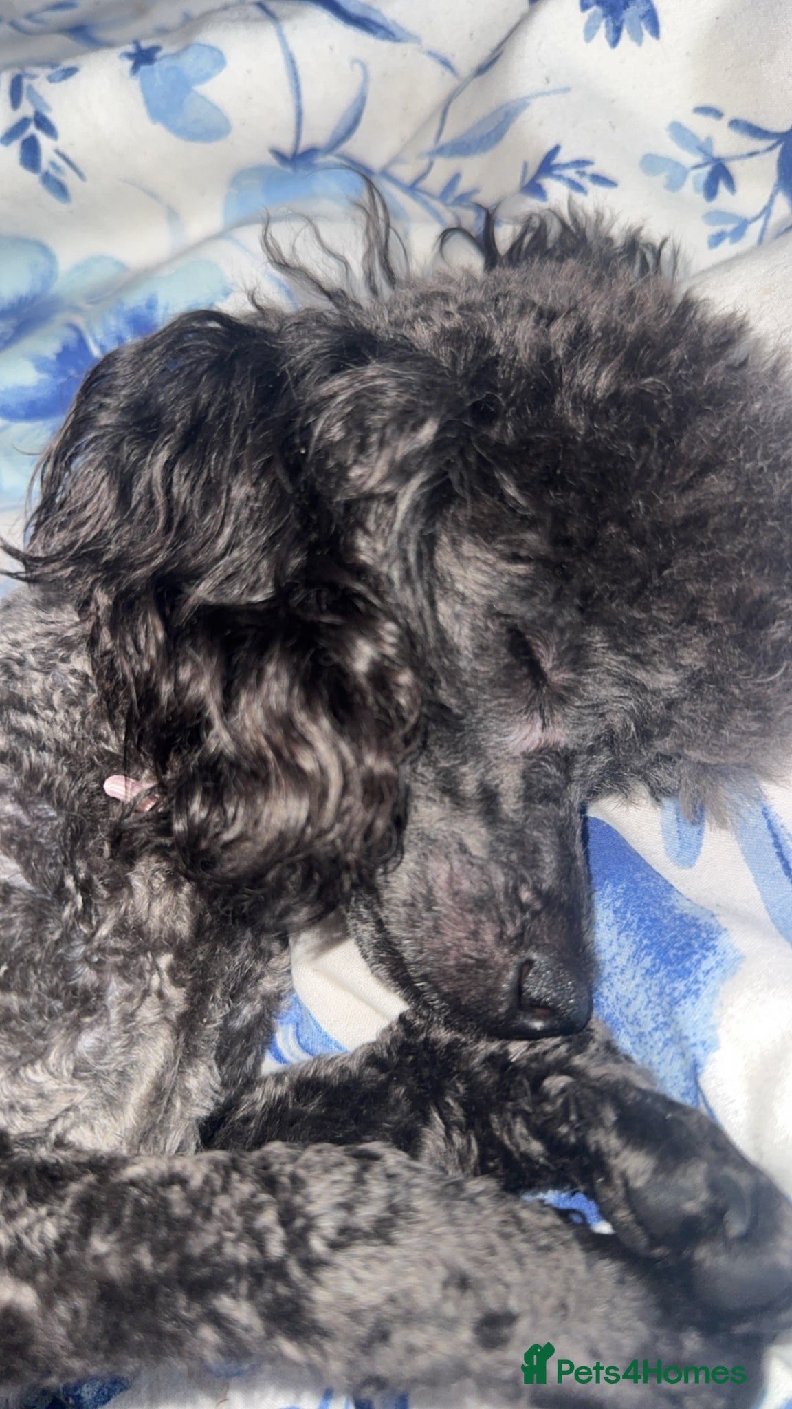 Toy Poodle dogs for sale: Tiny toy poodle - Advert 6