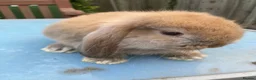 French Lop rabbits for sale: French Lop Bunnies in London - Advert 4