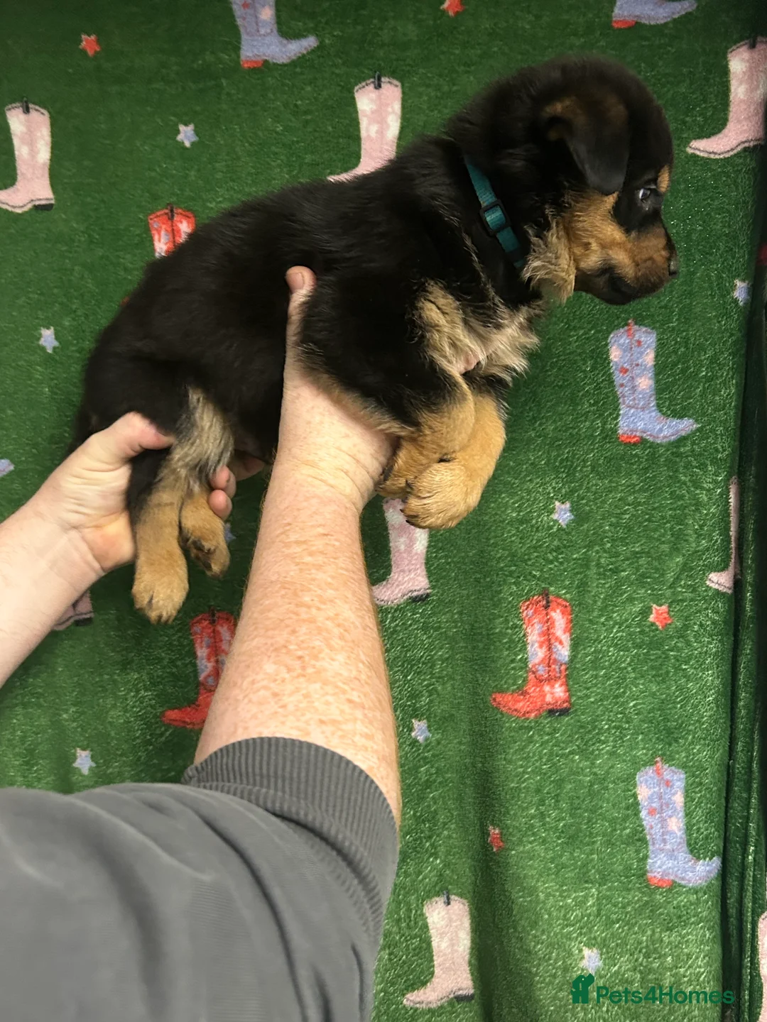 Mixed Breed dogs for sale: Swiss Shepherd Rottweiler mix - Advert 21